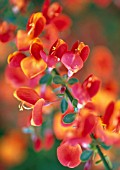 CYTISUS ‘LENA’, BROOM