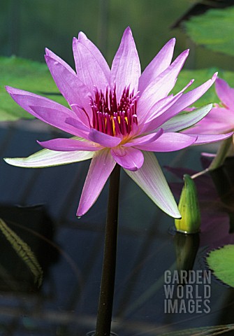 NYMPHAEA_WOODS_BLUE_GODDESS_WATER_LILY