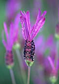 LAVANDULA STOECHAS, LAVENDER - FRENCH LAVENDER