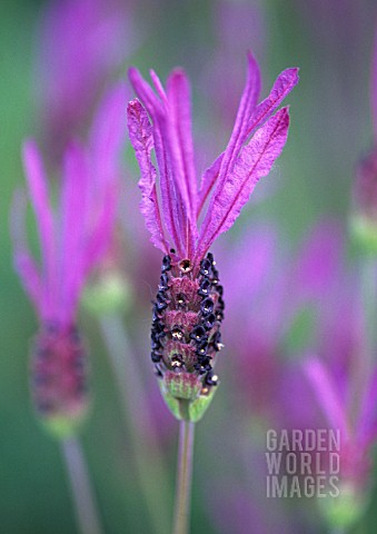 LAVANDULA_STOECHAS_LAVENDER__FRENCH_LAVENDER