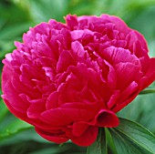 PAEONIA OFFICINALIS RUBRA PLENA, PEONY