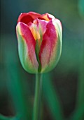 TULIPA ‘GREEN VALLEY’, TULIP