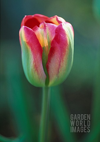 TULIPA_GREEN_VALLEY_TULIP