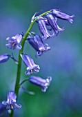 HYACINTHOIDES NON-SCRIPTA, BLUEBELL - ENGLISH BLUEBELL