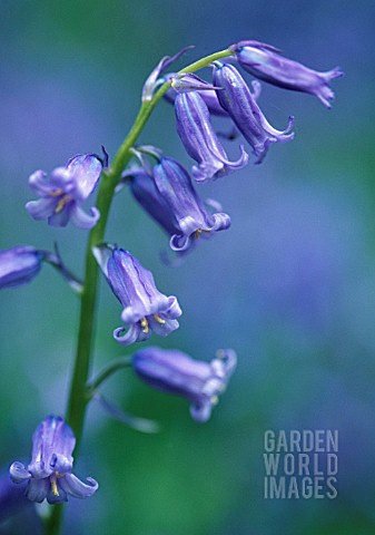 HYACINTHOIDES_NONSCRIPTA_BLUEBELL__ENGLISH_BLUEBELL