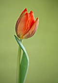 TULIPA PRINCESS IRENE, TULIP