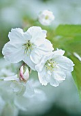 MALUS DOMESTICA, APPLE