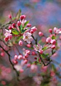 MALUS ‘FLORIBUNDA’, APPLE