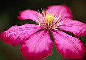 CLEMATIS ‘VILLE DE LYON’, CLEMATIS