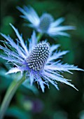 ERYNGIUM JOS EIJKING, SEA HOLLY