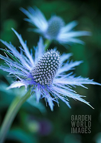 ERYNGIUM_JOS_EIJKING_SEA_HOLLY