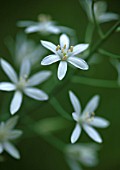 ORNITHOGALUM UMBELLATUM, STAR-OF-BETHLEHEM