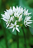 ORNITHOGALUM, STAR-OF-BETHLEHEM