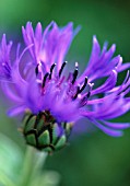 CENTAUREA MONTANA, KNAPWEED