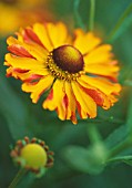 HELENIUM ‘SEPTEMBERFUCHS’, HELEN’S FLOWER, SNEEZEWEED