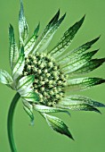 ASTRANTIA ‘SHAGGY’, ASTRANTIA, MASTERWORT