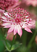 ASTRANTIA MAJOR ‘ROMA’, ASTRANTIA, MASTERWORT