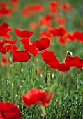 PAPAVER RHOEAS, POPPY FIELD