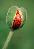 PAPAVER BRACTEATUM, POPPY