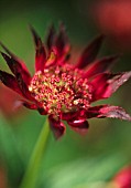 ASTRANTIA MAJOR HADSPEN BLOOD, ASTRANTIA, MASTERWORT