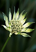 ASTRANTIA ‘SHAGGY’, ASTRANTIA, MASTERWORT