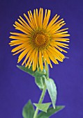 INULA ORIENTALIS, INULA