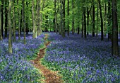 HYACINTHOIDES, BLUEBELL WOOD