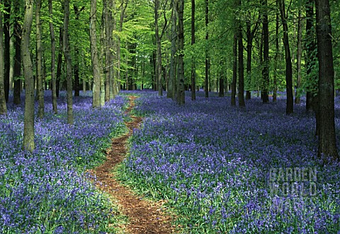 HYACINTHOIDES_BLUEBELL_WOOD