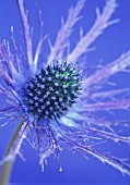 ERYNGIUM JOS EIJKING, SEA HOLLY