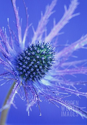 ERYNGIUM_JOS_EIJKING_SEA_HOLLY