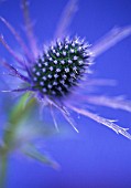 ERYNGIUM JOS EIJKING, SEA HOLLY