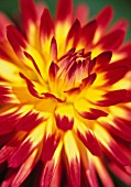 DAHLIA ‘KENORA SUNSET’, DAHLIA