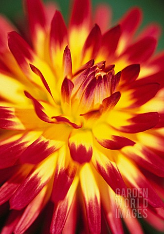 DAHLIA_KENORA_SUNSET_DAHLIA