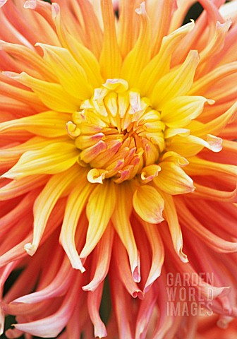 DAHLIA_SHIRLEY_ALLIANCE_DAHLIA