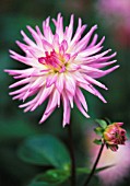 DAHLIA ‘LILAC TARATAHI’, DAHLIA