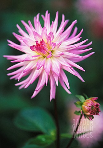 DAHLIA_LILAC_TARATAHI_DAHLIA