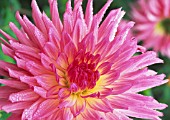 DAHLIA ‘LIPSTICK’, DAHLIA
