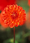 DAHLIA ‘YELNO FIRELIGHT’, DAHLIA