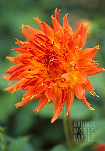 DAHLIA_MISH_MASH_DAHLIA