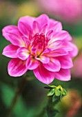 DAHLIA ‘PEARL OF HEEMSTEDE’, DAHLIA