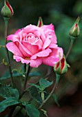 ROSA ‘PINK PEACE’, ROSE