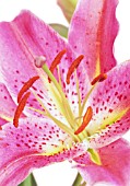 LILIUM STAR GAZER, LILY