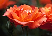 ROSA ‘FELLOWSHIP’, ROSE