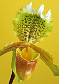 PAPHIOPEDILUM EXUL, ORCHID