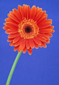 GERBERA, GERBERA