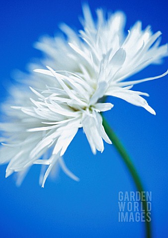 LEUCANTHEMUM_X_SUPERBUM_DAISY__SHASTA_DAISY