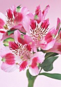 ALSTROEMERIA, ALSTROEMERIA, PERUVIAN LILY