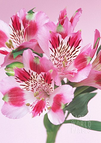 ALSTROEMERIA_ALSTROEMERIA_PERUVIAN_LILY