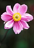 ANEMONE X HYBRIDA ‘MAX VOGEL’, ANEMONE