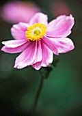 ANEMONE X HYBRIDA ‘MAX VOGEL’, ANEMONE